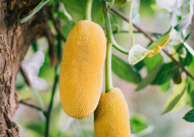 Copper Heritage-Jackfruit
