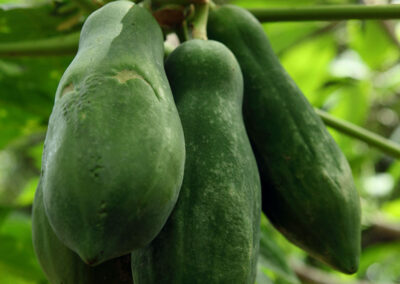 Copper Heritage-Papaya