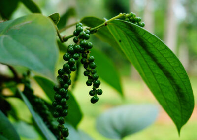 Copper Heritage-Pepper