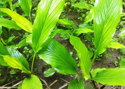 Copper Heritage-Turmeric